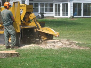 Stump Grinding in Moorpark