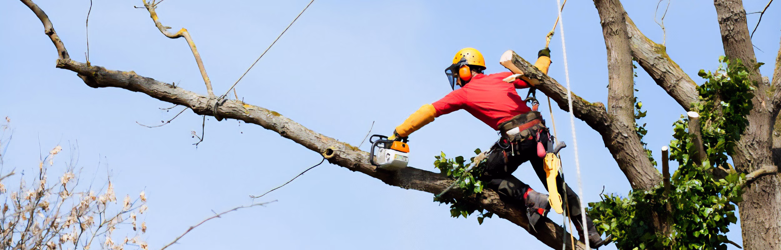 Tree service removing branches from a tree in Moorpark, CA