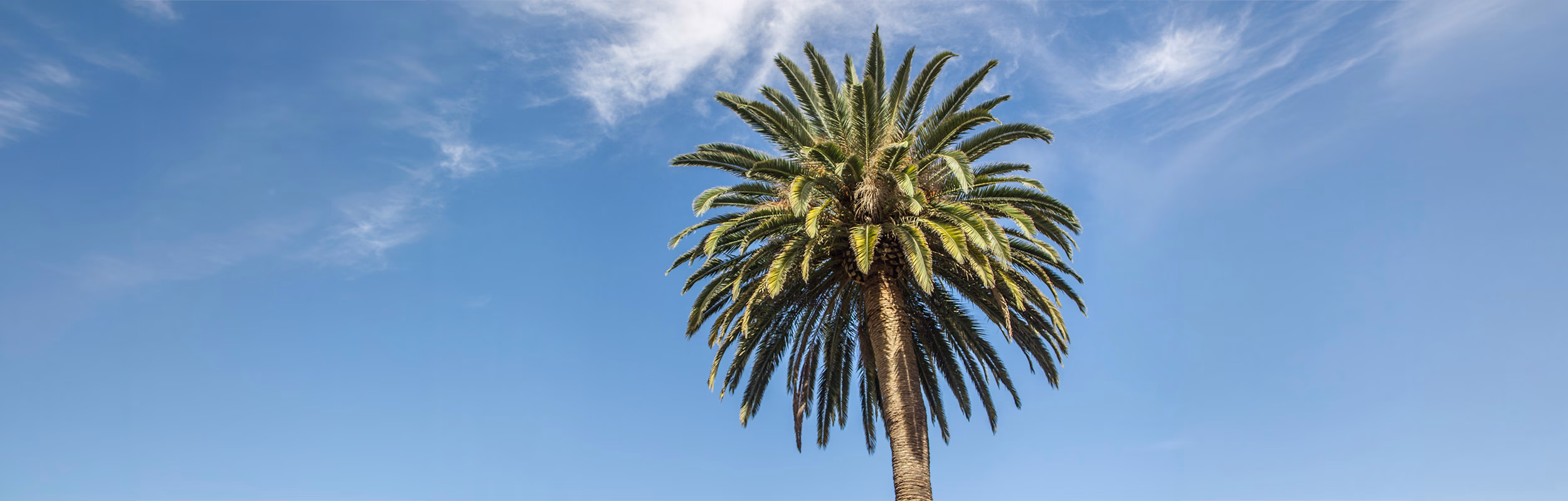 Nicely trimmed date palm in Moorpark, California