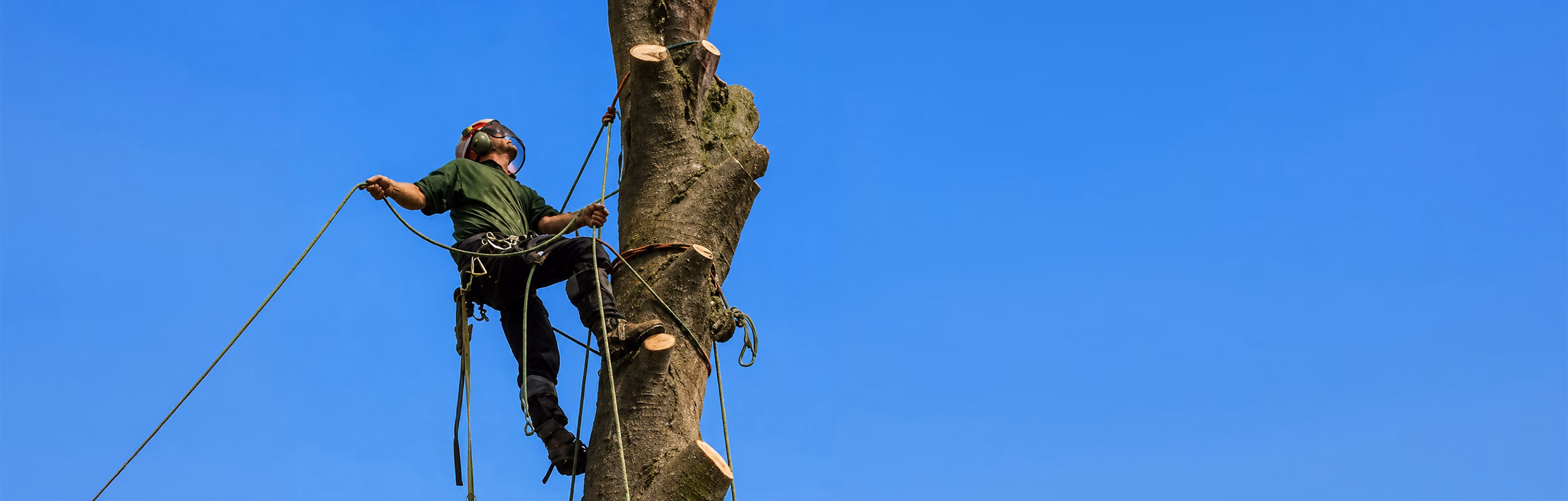 Tree service in Moorpark removing a large tree.