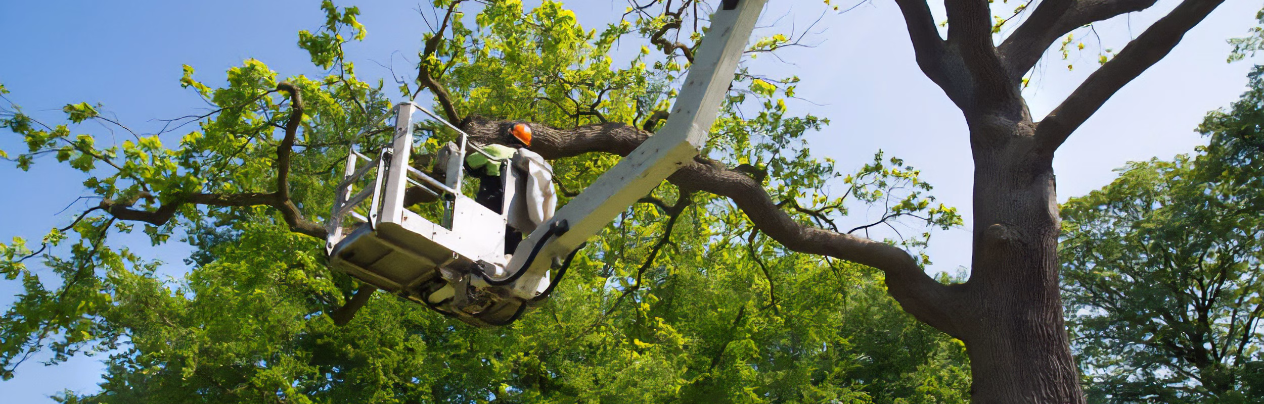 Moorpark tree trimmer in a high-lift basket trimming branches from a tree.