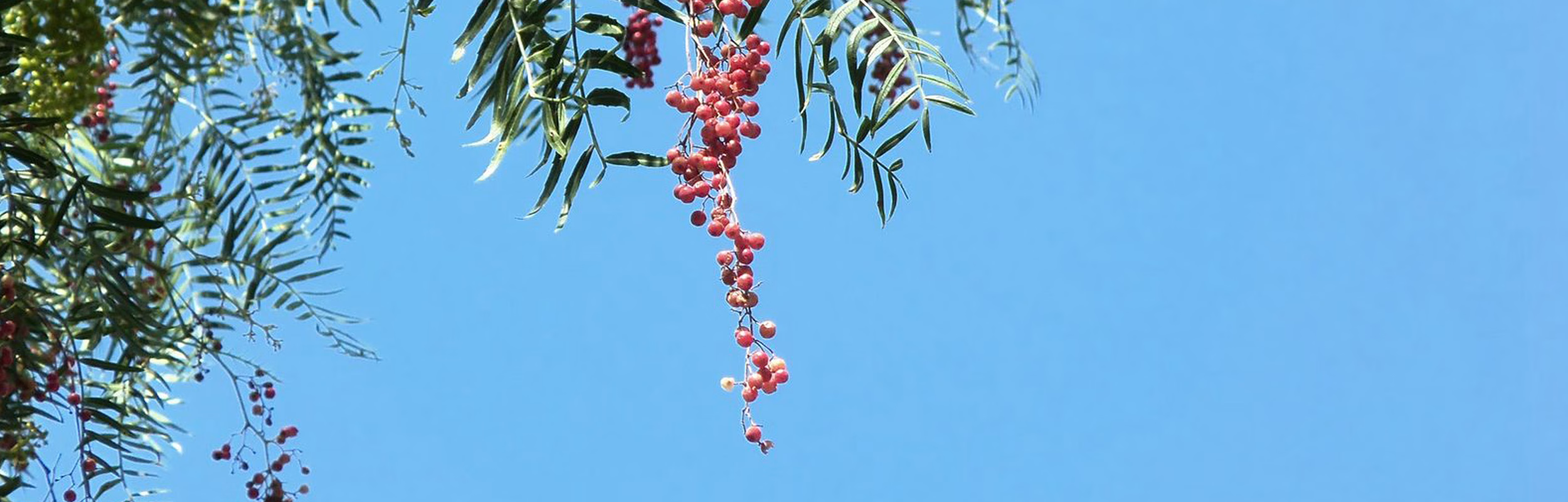 California pepper tree