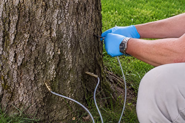 Tree injections in Moorpark, CA