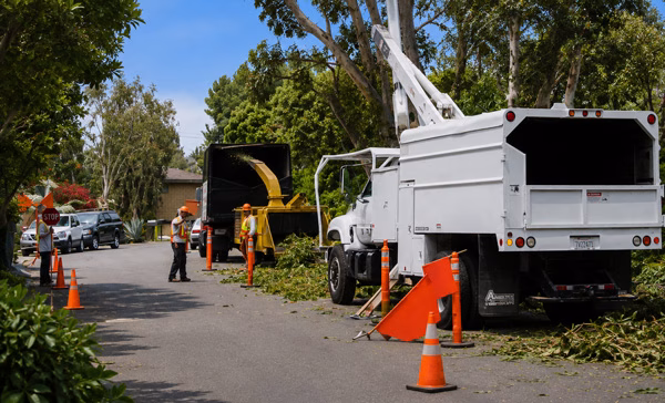 Moorpark tree crew cleaning up after trimming trees.