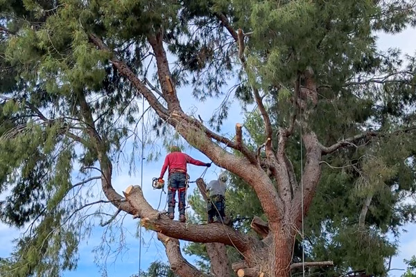Tree trimming & tree pruning in Moorpark, CA