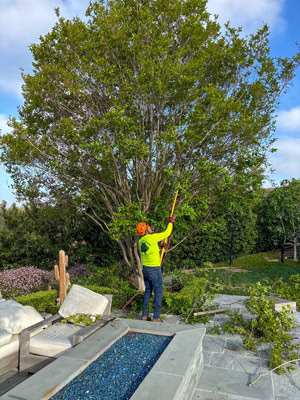 Moorpark tree service pruning a crepe myrtle tree.